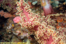 soft coral